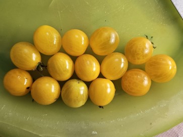 Tomato 'Mini Yellow Oval TR' Seeds (Certified Organic)