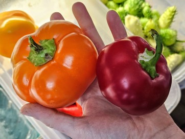 Sweet Pepper 'Pritamin Paprika Yellow' Seeds (Certified Organic)