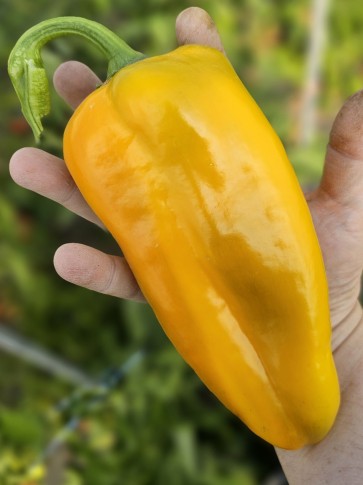 Sweet Pepper 'Yellow Bull's Horn' AKA 'Corno di Toro Giallo' Pepper Seeds
