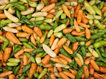 Hot Pepper 'Lemon Drop Orange' Seeds (Certified Organic)