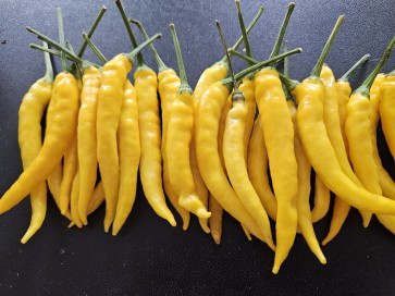Hot Pepper ‘Cedrino' Seeds (Certified Organic)