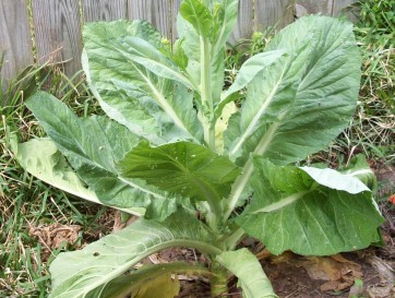 Mustard 'Florida Broadleaf'