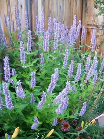 Anise Hyssop 'Blue Fortune' 