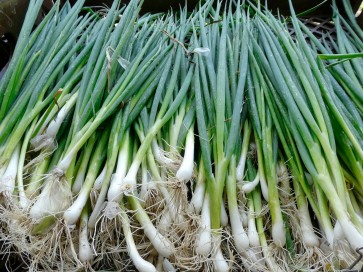 Bunching Onion 'White Lisbon'