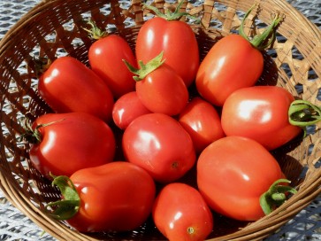 Tomato 'Roma' Plant (4" Pot, single)
