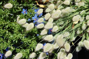 Ornamental Grass ‘Bunny Tails’ 