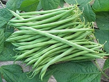Bush Snap Bean 'Tavera' Seeds (Certified Organic)