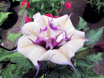 Datura AKA Devil’s Trumpet 'Black Currant Swirl' 