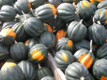 Acorn Squash 'Table Queen'