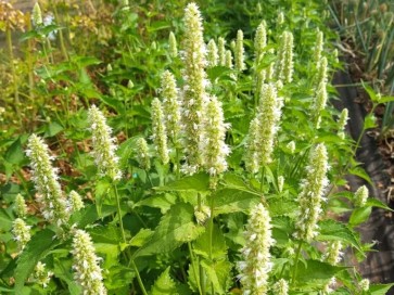 Anise Hyssop 'Tibetan' Seeds (Certified Organic)