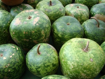 Gourd 'Apple'