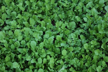 Arugula