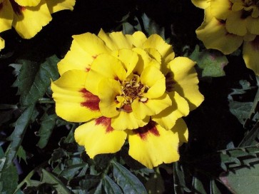 Marigold 'Aurora' Seeds (Certified Organic)
