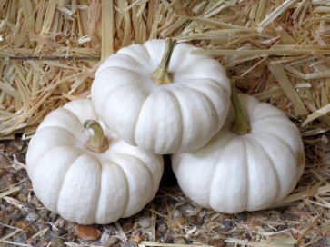 Pumpkin 'Baby Boo' 