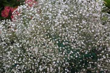 Baby's Breath 'Covent Garden'