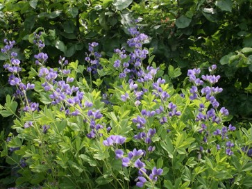 Blue Wild Indigo AKA Baptisia 