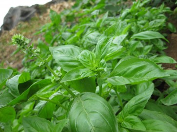 Sweet Basil 'Italian Large Leaf'