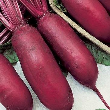 Beet 'Cylindra'