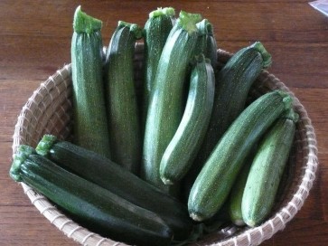 Zucchini 'Black Beauty' 