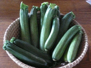 Dark Green Zucchini Summer Squash Plants (4 Pack)