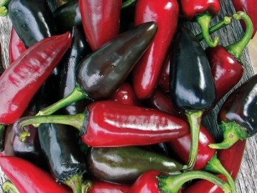 Crushed Black Hungarian Peppers Harvested on our Farm, Certified Organic