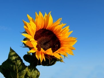 Sunflower 'Black Oil' Seeds (Certified Organic)