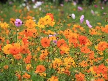 Cosmos 'Bright Lights Mix' Seeds (Certified Organic)