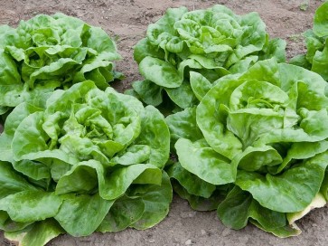 Lettuce 'Buttercrunch'