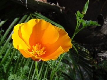 California Orange Poppy