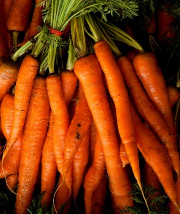Carrot 'Danvers Half Long'