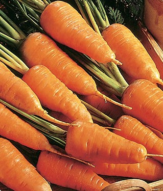 Carrot 'Red Cored Chantenay'