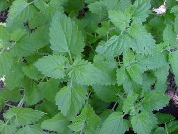 Catnip