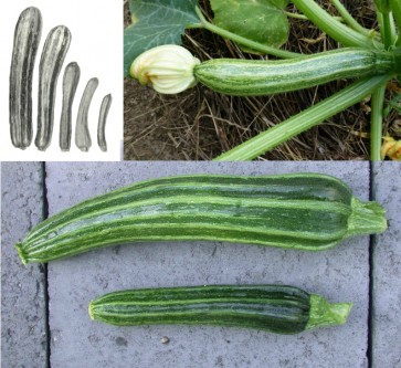 Zucchini Summer Squash 'Cocozelle' Plants (4PK)