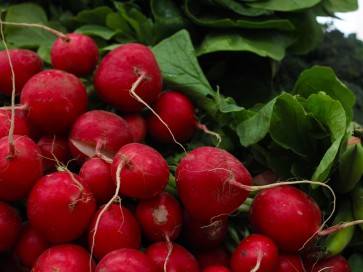 Globe Radish 'Cherry Belle'