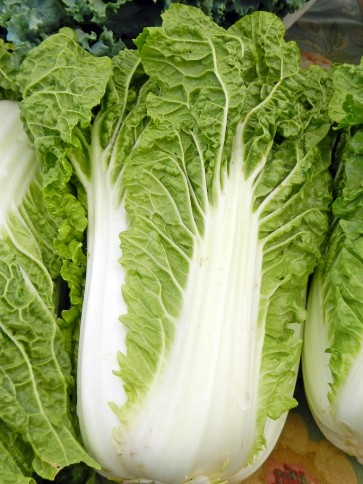 Napa/Chinese Cabbage 'Michihili'