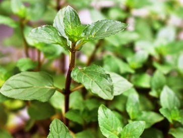 Herb 'Chocolate Mint' Plant (4" Pot)
