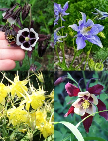 Columbine Mix 