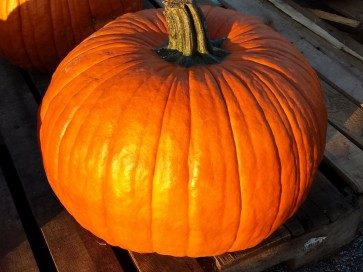 Pumpkin 'Connecticut Field'