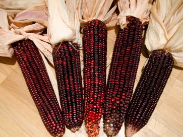 Dent Corn 'Bloody Butcher' Seeds 