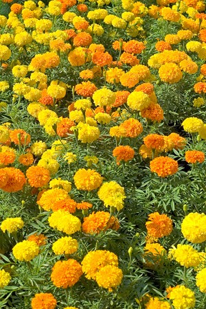 African Marigold 'Crackerjack Mix'