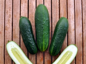 Cucumber 'Spacemaster' 