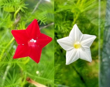 Morning Glory Cypress Vine, Red and White 