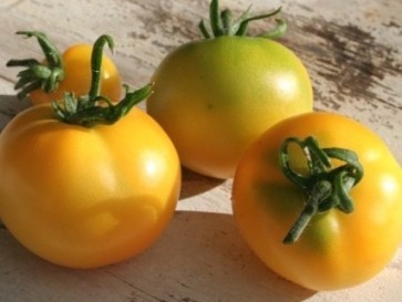 Tomato 'Czech's Excellent Yellow' Plant (4" Pot, single)