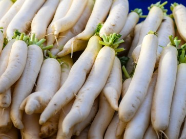 Radish 'Daikon'