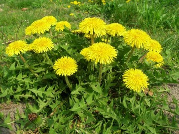 Dandelion