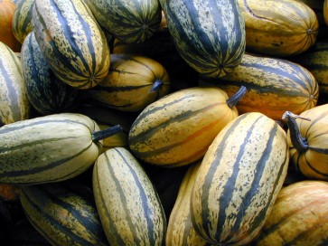 Winter Squash, Delicata