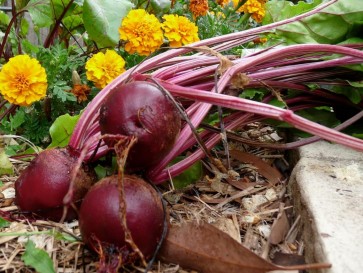 Beet 'Detroit Dark Red'