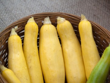 Summer Squash 'Early Prolific Straightneck'