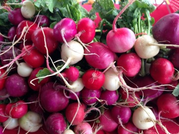 Radish 'Easter Egg'