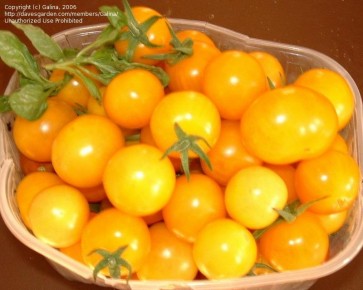 Tomato 'Ester Hess' Plant (4" Pot, single)